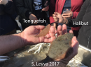 Flatfish