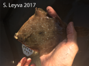 Horny Head Turbot