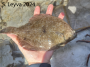 Hornyhead Turbot