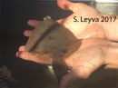 Horny Head Turbot