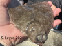 Hornyhead Turbot