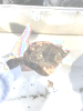 Hornyhead Turbot