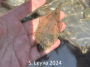 Sanddab