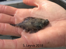 Spotted Turbot