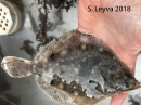 Spotted Turbot