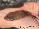 Tonguefish