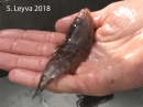 Tonguefish
