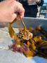 Sea Palm Kelp roots wrapping around a holdfast