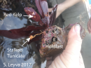 Holdfast