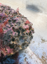 Holdfast with red encrusting algae, red kelp, and acorn barnacles