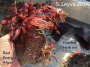 This holdfast has more red kelp and red encrusting algae, and some feather hydroids.