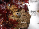 Red Kelp and a Puffball Sponge