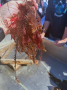 Feather Hydroids