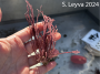 Articulated Coraline Algae.