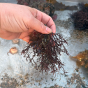 A clump of red algae