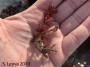 Sea Grapes