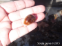 Brown Cowrie (top)