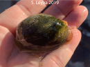 California Bubble Snail