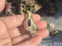 Frog Snail (bottom)