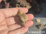 Frog Snail (Top)