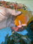 Chiton on a Sea Palm leaf