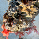 A large holdfast with a chiton (species unknown) inside one of the holes.