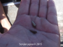 Cone Snail
