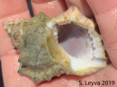 Frog Snail (bottom)
