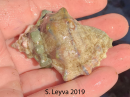 Frog Snail (top)