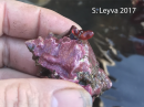 Kellet's Whelk