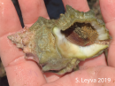 Kellet's Whelk (bottom)