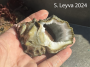 Kellet's Whelk (bottom)