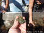 Kellet's Whelk (top)