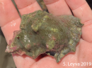 Kellet's Whelk (top)