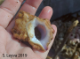 Kellet's Whelk (bottom)