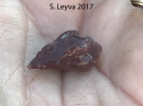 Kellet's Whelk