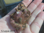 Kellet's Whelk (top)