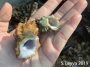 Kellet's Whelk (bottom)