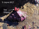 Kellet's Whelk