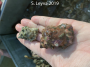 Kellet's Whelk (top)