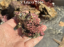 This Kellet's Whelk has red encrusting algae and articulated coraline algae attached to it's shell.