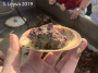 A Kellets Whelk laying eggs in a clamshell