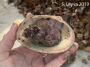 A Kellets Whelk laying eggs in a clamshell