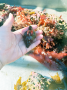 Kellet's Whelk