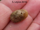 Keyhole Limpet