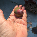 A Norris' Top Snail (Norrisia norrisi)