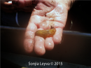 Nudibranch