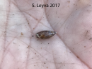Olive Snail