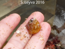 Turban Snail