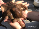 California Two Spot Octopus